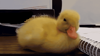 pulcino.gif
