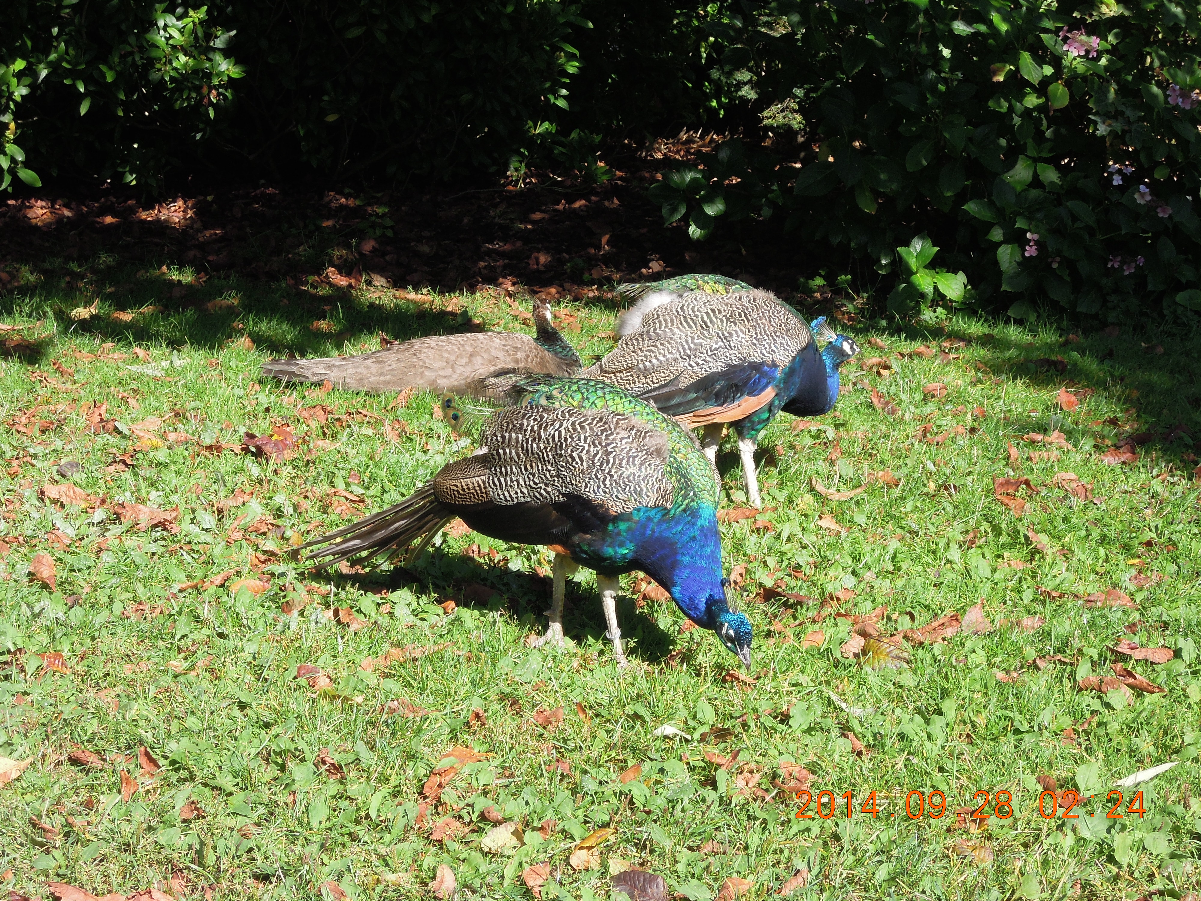 附上一張在維多利亞拍的兩隻孔雀